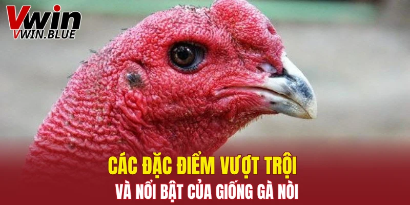 Các đặc điểm vượt trội và nổi bật của giống gà nòi