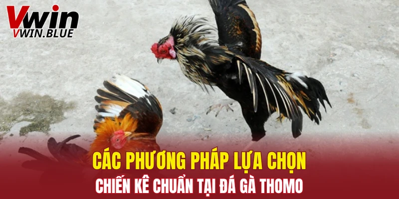 Các phương pháp lựa chọn chiến kê chuẩn tại đá gà Thomo