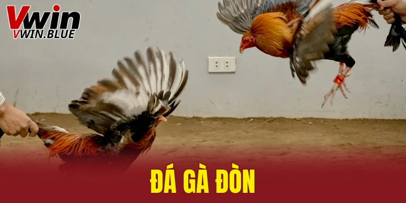 đá gà đòn