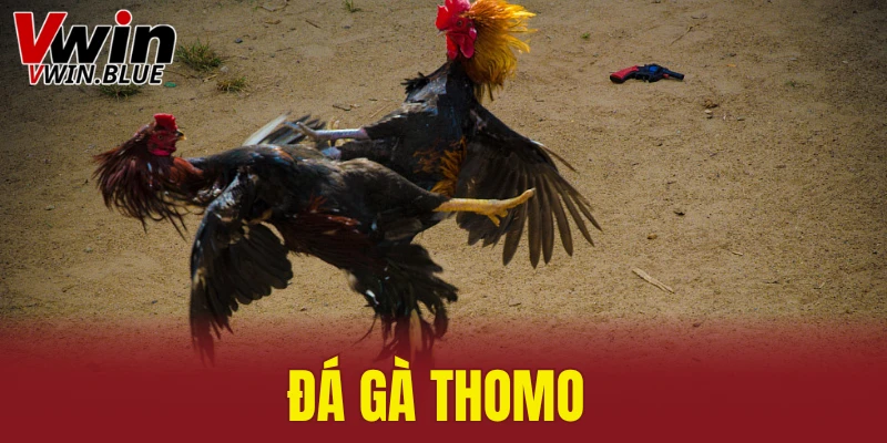 đá gà Thomo