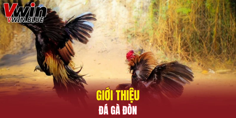 Giới thiệu đá gà đòn