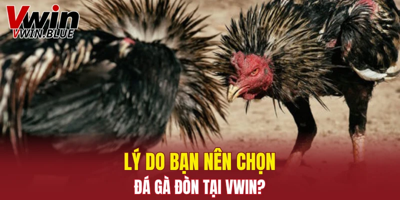 Lý do bạn nên chọn đá gà đòn tại Vwin?