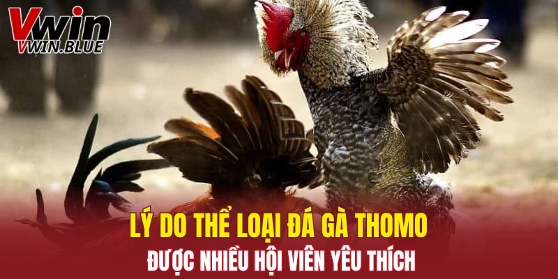 Lý do thể loại đá gà Thomo được nhiều hội viên yêu thích