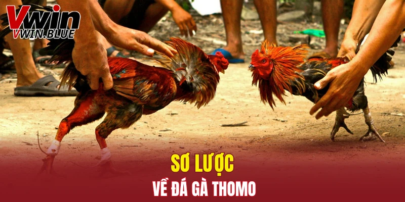Sơ lược về đá gà Thomo