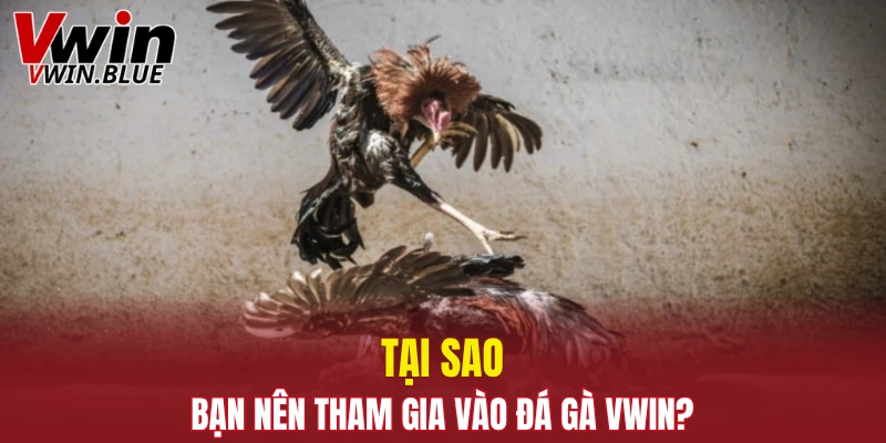 Tại sao bạn nên tham gia vào đá gà Vwin?